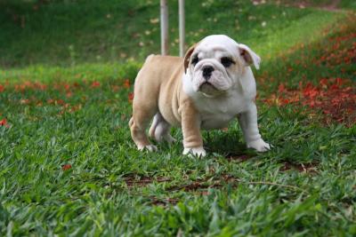 Bulldog Ingles 