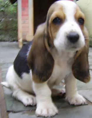 Basset Hound a venda - Canil Filhotes On Line BH