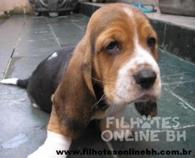 Basset Hound a venda - Canil Filhotes On Line BH