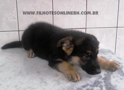 Pastor Alemão a venda - Canil Filhotes On Line