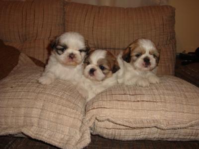 Lindos Filhotes de Shih Tzu