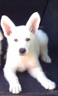 Venda de Pastor Branco