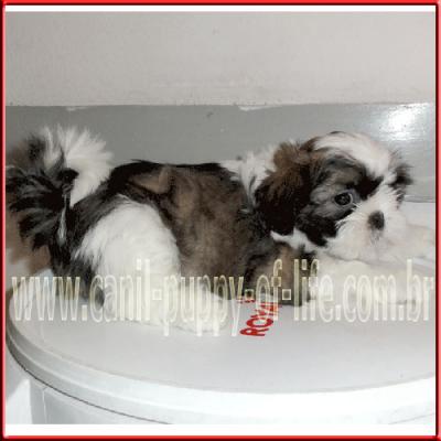 Canil puppy-vd filhotes shih tzu