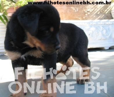 Rottweiler filhote a venda - Canil Filhotes On Line BH