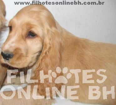 Cocker filhotes a venda - Canil Filhotes On Line BH