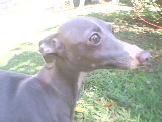 ITALIAN GREYHOUND (PEQ.LEBREL ITALIANO/ MINI GALGO) LINDOS FILHOTES DISPONIVEIS