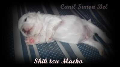 Lindos machos de Shitzu raros Brancos