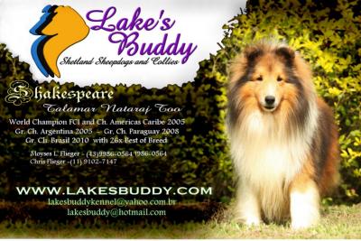 pastor de shetland - sheltie