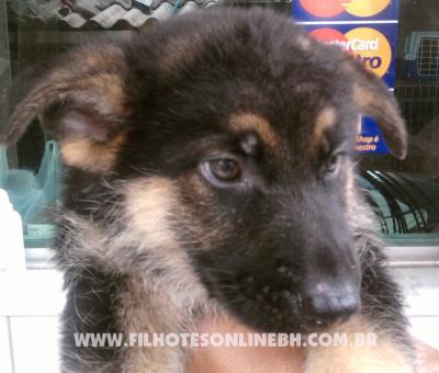 Pastor Alemão a venda - Canil Filhotes On Line BH