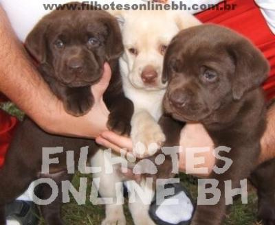 Labrador a venda - Canil Filhotes On Line BH