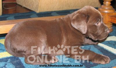 Labrador a venda - Canil Filhotes On Line BH