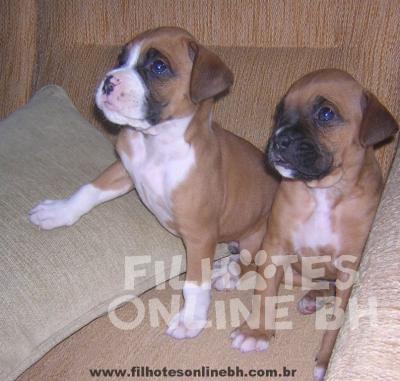 Boxer filhotes a venda - Canil Filhotes On Line BH