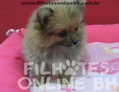 Lulu da Pomerânia a venda - Canil Filhotes On Line BH  