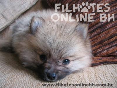 Lulu da Pomerânia a venda - Canil Filhotes On Line BH  