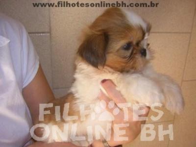 Shih Tzu a venda - Canil Filhotes On Line BH