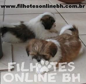 Lhasa Apso a venda - Canil Filhotes On Line BH