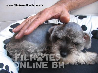 Schnauzer a venda - Canil Filhotes On Line BH