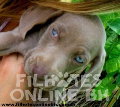 Weimaraner a venda - Canil Filhotes On Line BH