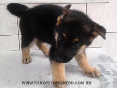 Pastor Alemão a venda - Canil Filhotes On Line