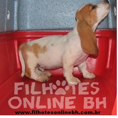 Basset Hound a venda - Canil Filhotes On Line BH