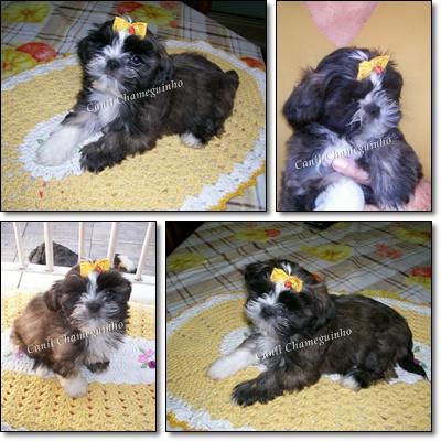 ** Shih-Tzu - Lhasa Apso ***