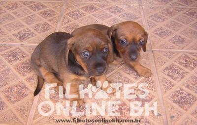 Basset Cofap ou Dachshund Teckel a venda - Canil Filhotes On Line BH