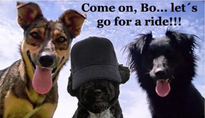 TRANSPORTE DE ANIMAIS EM BELO HORIZONTE - MG.