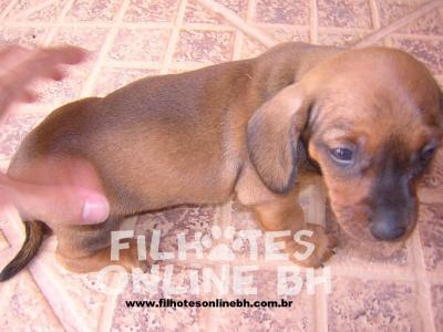Daschund Teckel a venda - Canil Filhotes On Line BH 