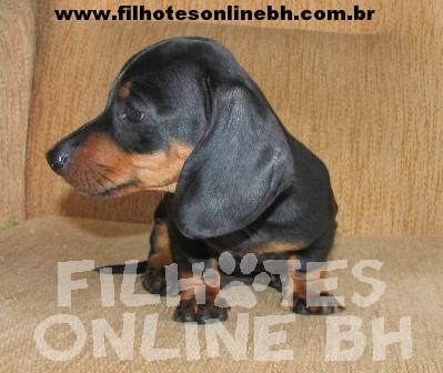 Daschund Teckel a venda - Canil Filhotes On Line BH 