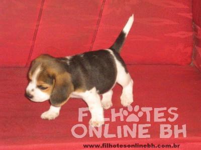 Beagle a venda - Canil Filhotes On Line BH 