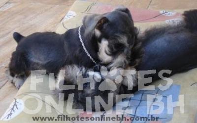 Schnauzer a venda - Canil Filhotes On Line BH 