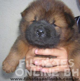 Chow Chow a venda - Canil Filhotes On Line BH