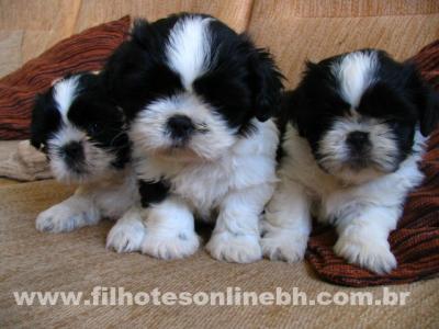 Shih Tzu a venda - Canil Filhotes On Line BH