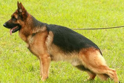 Cão Pastor Alemão capa preta com pedigree, em Maringá, busca cadela para acasalamento