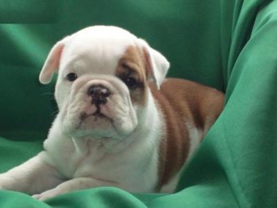 Masculino e Feminino Bulldog Inglês cachorros para adopção