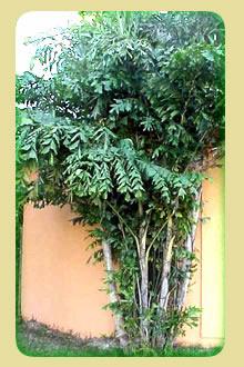 palmeiras kit 10 muda vendotroco