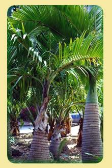 palmeiras kit 10 muda vendotroco