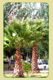 palmeira washingtonia 10,00