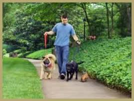 Dogwalker - Passeador de cães - Tatuapé