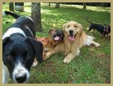 Dogwalker - Passeador de cães - Tatuapé