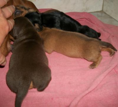 Filhotes a venda de dachshund anão Teckel Basset Cofap