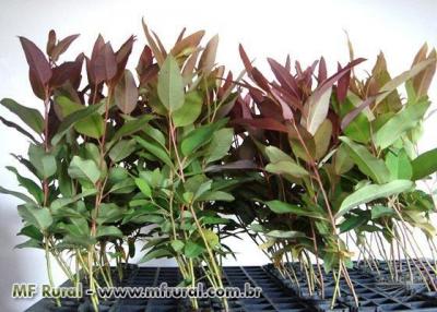 LOURENZO FLORESTAL - MUDAS DE EUCALIPTO