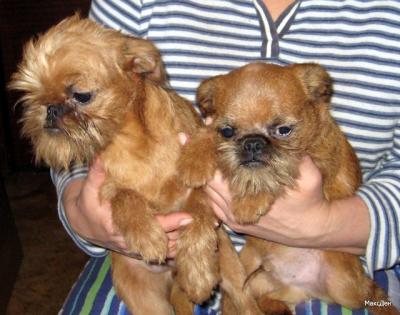 Vendo 2 filhotes de 6 mes. Grifón de Bruselas com ...