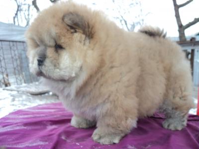  Fimea CHOW CHOW