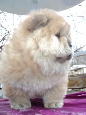  Fimea CHOW CHOW