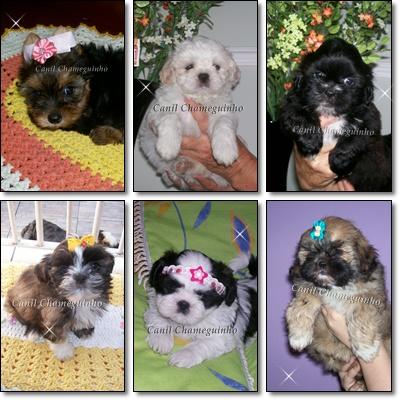 Shih-Tzu - Lhasa Apso - Yorkshire