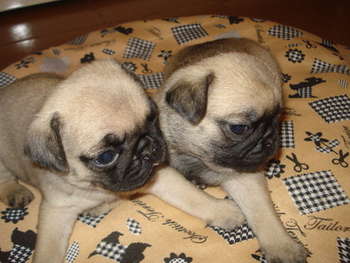 vendas de filhotes de pug