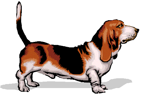 Basset Hound (filhotes)