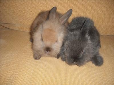 Mini Coelho LION HEAD