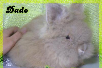 Mini Coelho LION HEAD